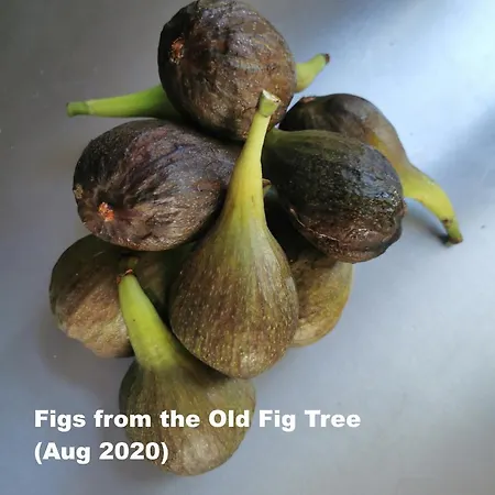 The Fig - 