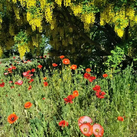 The Fig - Near & Penzion 4*