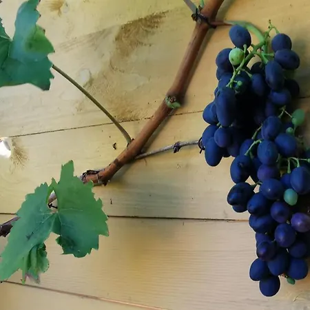 The Fig - 