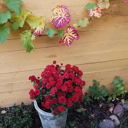 Гостевой дом The Fig - 