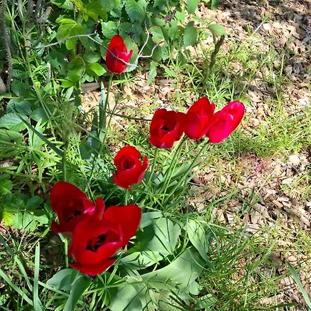 Гостевой дом The Fig - 