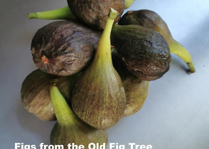 The Fig - 