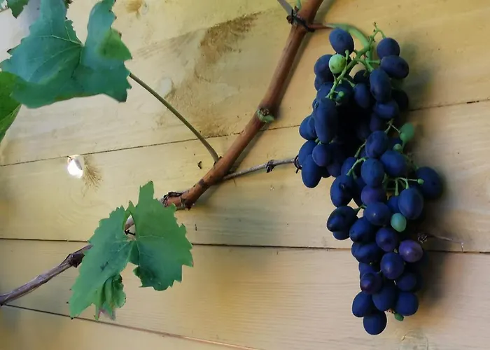 The Fig - 